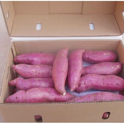 新鲜紫薯图5