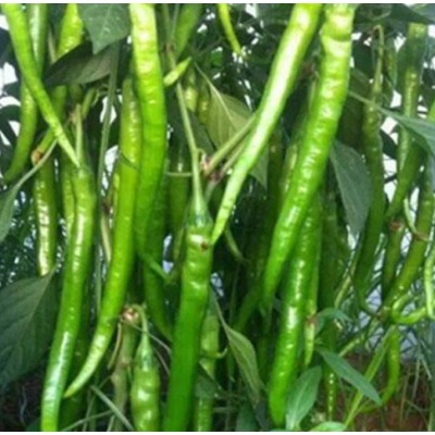 供应新鲜线椒图3