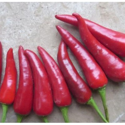 供应新鲜辣椒 天问辣椒图4