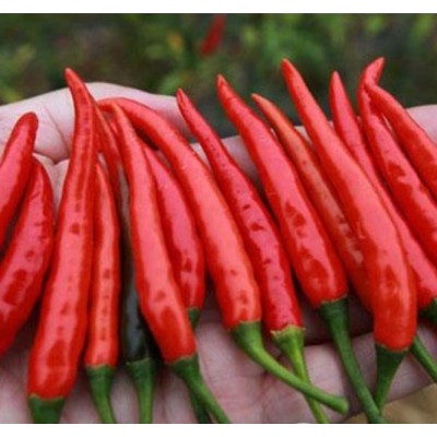 供应新鲜金塔辣椒图2