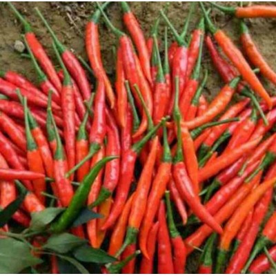 供应新鲜艳红辣椒图4