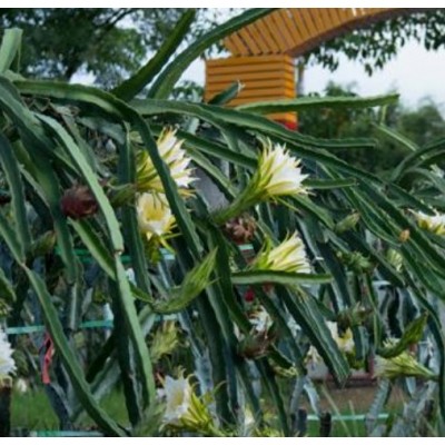 四季红 火龙果苗图2