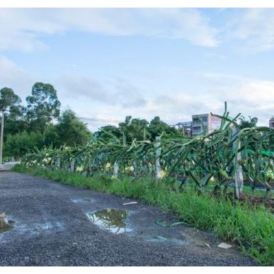 四季红 火龙果苗图5