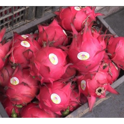 供应四季红 红心 火龙果图4