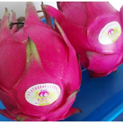 供应四季红 红心 火龙果图3