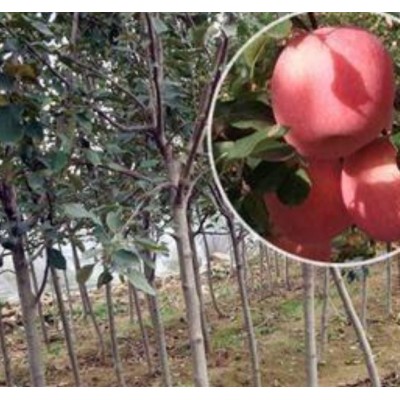 金富士 树苗图5