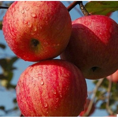 金富士 树苗图6