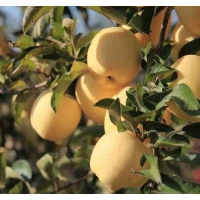 威海金(维纳斯)苹果苗图2