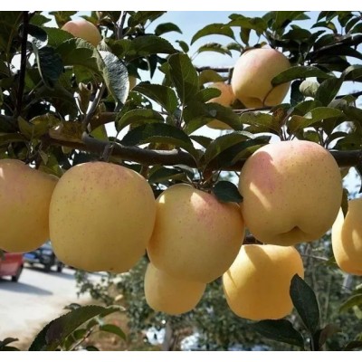 威海金(维纳斯)苹果苗图4