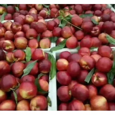 湖北襄阳万亩优质油桃毛桃基地图2