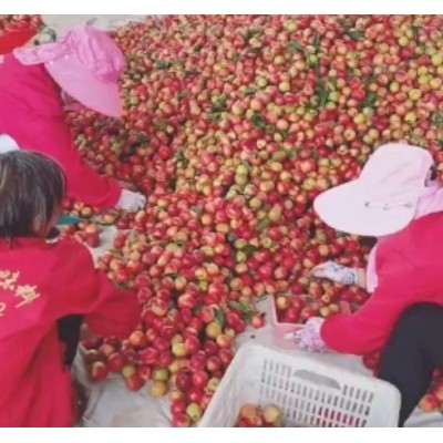 湖北襄阳万亩优质油桃毛桃基地图5