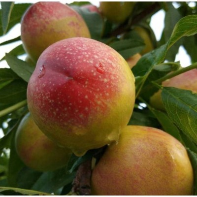 湖北襄阳油桃图4