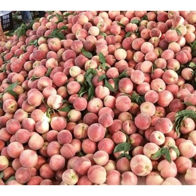 宜城毛桃基地5月上市图2