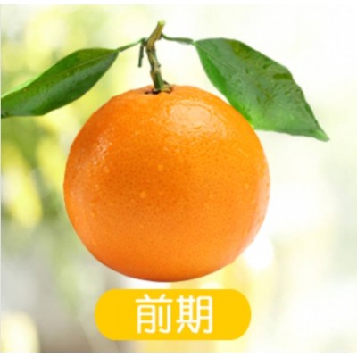 湖北秭归伦晚甜橙图2