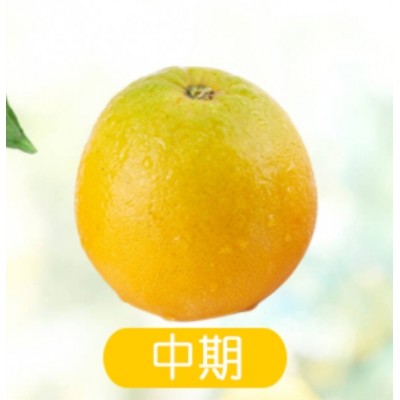 湖北秭归伦晚甜橙图3