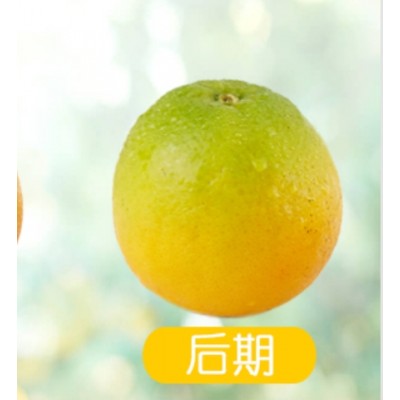 湖北秭归伦晚甜橙图4