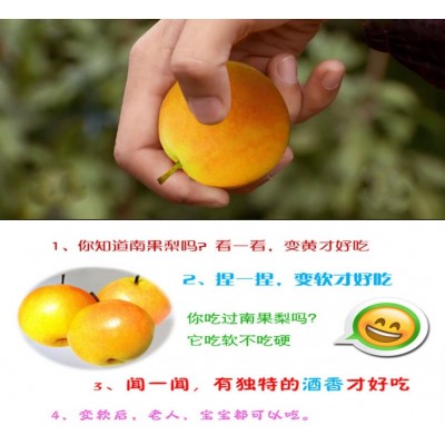 南果梨供应 南果梨批发 南果梨价格 南果梨礼盒图3