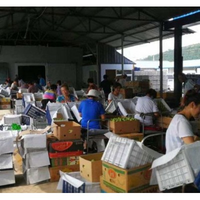 东北鞍山南果梨软梨水果5斤装礼盒南国梨梨子新鲜产地直供香水梨图2