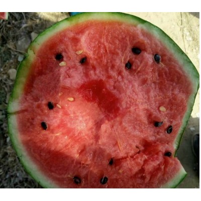 山东聊城京欣西瓜批发8斤起步9成熟图4