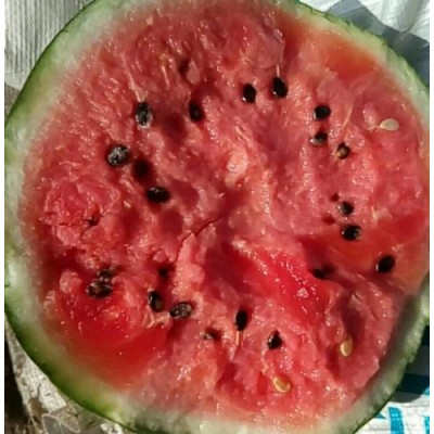 山东京欣西瓜大量上市时间图5