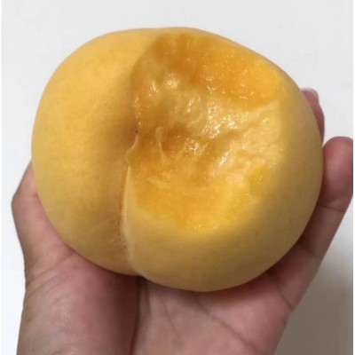 大果早黄美脆，早熟黄桃新品种图5