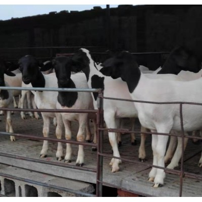 山东杜泊绵羊价格,杜泊种羊图2