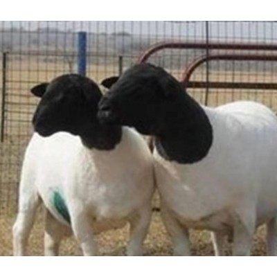 杜泊绵羊养殖,黑头杜泊羊图5