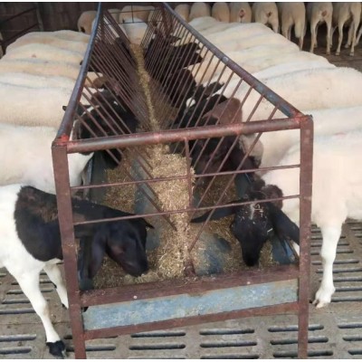 杜泊绵羊养殖,黑头杜泊羊图3