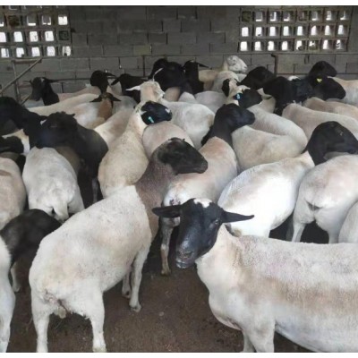 杜泊绵羊养殖,黑头杜泊羊图2