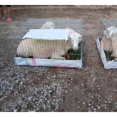 黑头杜泊绵羊 杜泊绵羊价格图3