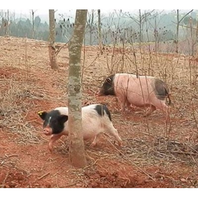 雍农农业猪鸡鸭图2