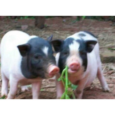 雍农农业猪鸡鸭图5