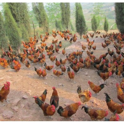 云贵川 优质土鸡苗行情正宗土鸡批发图5