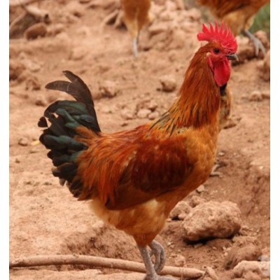 云贵川 优质土鸡苗行情正宗土鸡批发图2