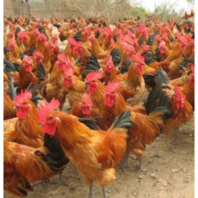 云贵川 优质土鸡苗行情正宗土鸡批发图4