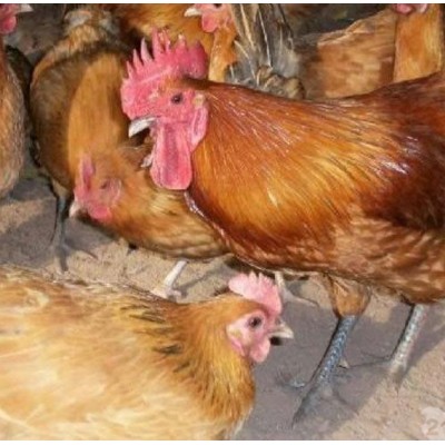 云贵川 优质土鸡苗行情正宗土鸡批发图3