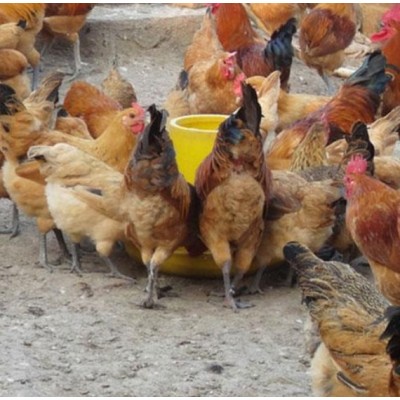 重庆德信禽业土鸡苗青脚红羽鸡苗价格实惠图4
