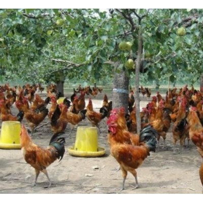 重庆德信禽业土鸡苗青脚红羽鸡苗价格实惠图5