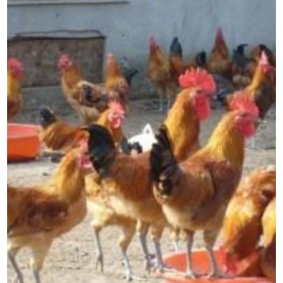 重庆德信禽业土鸡苗青脚红羽鸡苗专业图3