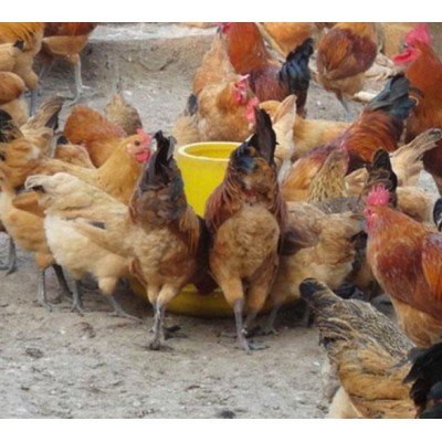 重庆德信禽业土鸡苗青脚红羽鸡苗专业图2
