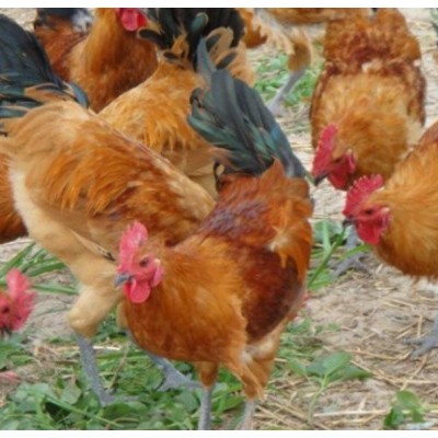 重庆德信禽业土鸡苗青脚红羽鸡苗专业图5