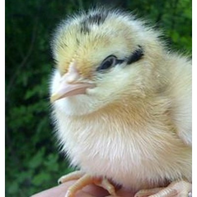 四川青脚土鸡苗批发图4