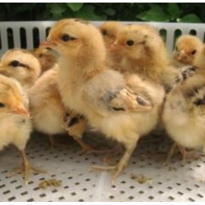 四川青脚土鸡苗批发图2