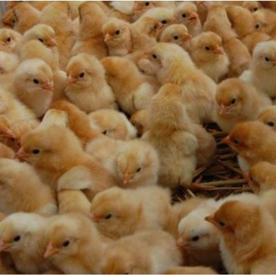 宁都黄鸡 母鸡苗图2