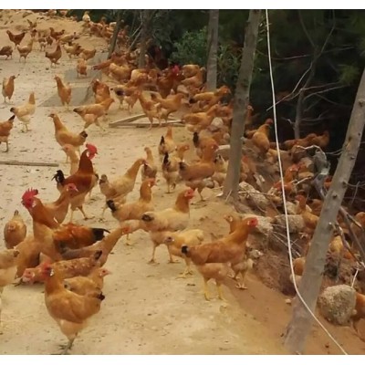 直销 140日龄广丰白耳鸡 肉质鲜美 营养丰富图3