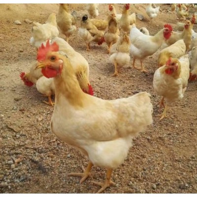 直销 140日龄广丰白耳鸡 肉质鲜美 营养丰富图2