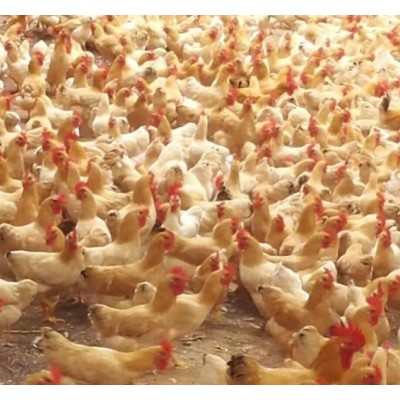 直销 140日龄广丰白耳鸡 肉质鲜美 营养丰富图5