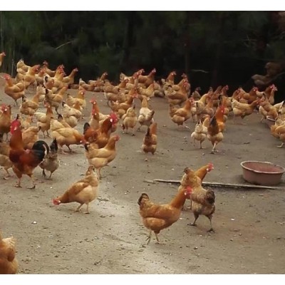 白耳黄鸡-脱温鸡苗图3