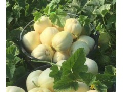 香瓜成熟期揭秘：从25天到80天，甜度背后的时间密码