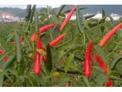 美人椒种植黄金期：解锁全年丰收的“时间密码”